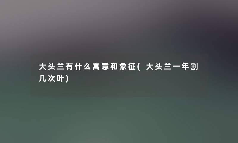 大头兰有什么寓意和象征(大头兰一年割几次叶) 大头兰有什么寓意和象征(大头兰一年割几次叶)