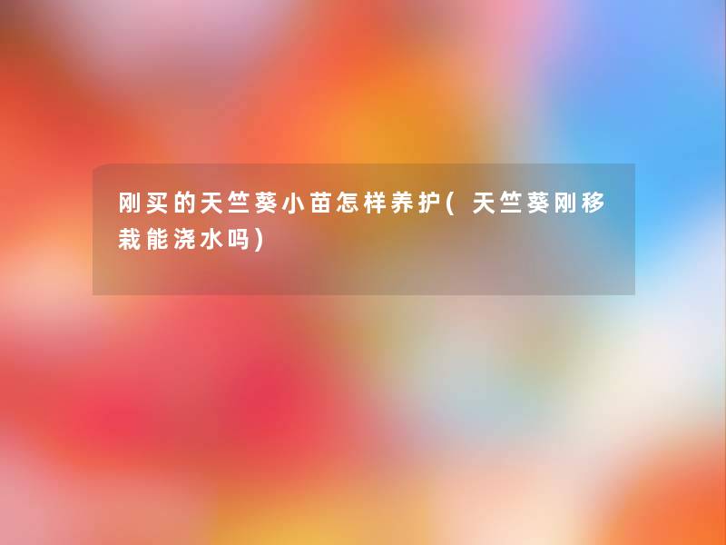 刚买的天竺葵小苗怎样养护(天竺葵刚移栽能浇水吗)